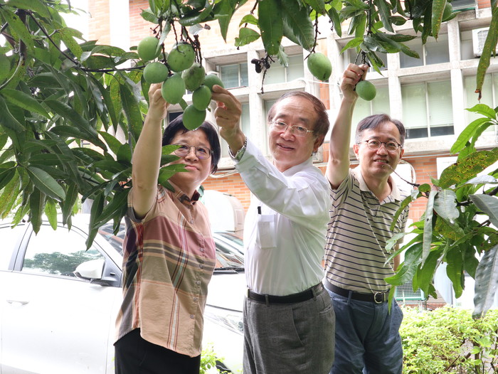 中臺科大(左1)謝玲鈴學務長(中間)李隆盛校長(右1)鄭凱元副校長摘取校園內青芒果樹中芒果